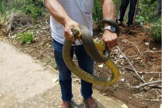 河南小吃,探寻河南小巷深处的味蕾宝藏